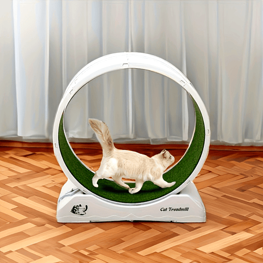 1pc Cat Exercise Wheel